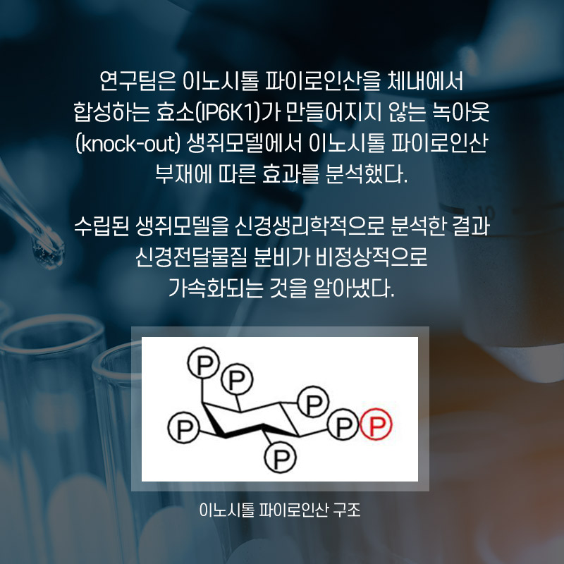 연구팀은 이노시톨 파이로인산을 체내에서 합성하는 효소(IP6K1)가 만들어지지 않는 녹아웃(knock-out)생쥐모델에서 이노시톨 파이로인산 부재에 따른 효과를 분석했다. 수립된 생쥐모델을 신경생리학적으로 분석한 결과 신경전달물질 분비가 비정상적으로 가속화되는 것을 알아냈다. 이노시톨 파이로인산 구조