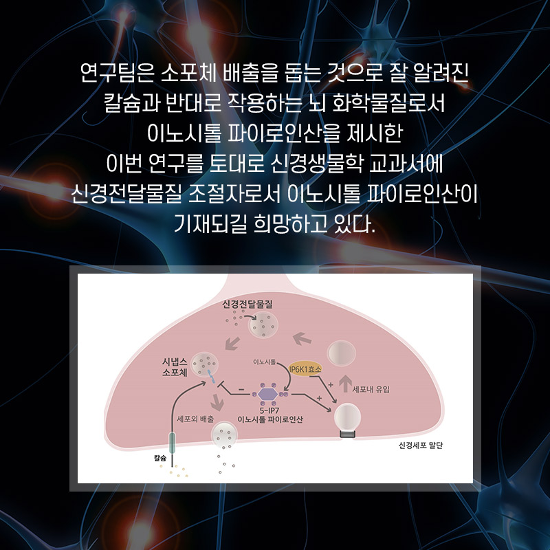 연구팀은 소포체 배출을 돕는 것으로 잘 알려진 칼슘과 반대로 작용하는 뇌 화학물질로서 이노시톨 파이로인산을 제시한 이번 연구를 토대로 신경생물학 교과서에 신경전달물질 조절자로서 이노시톨 파이로인산이 기재되길 희망하고 있다.