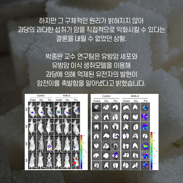 이중 멕신은 중금속원자를 이용해 제조한 얇은 판 모양의 소재다. 전기전도성과 열 전도성이 뛰어나고 강도가 높아 차세대 전자제품에 널리 쓰일 것으로 기대되고 있다. 이러한 멕신의 섬유화를 위해 몇몇 연구다즐은 멕신을 포함하는 복합체 섬유를 제조하였으나 순수한 멕신보다 훨씬 낮은 전기 전도도를 나타냈다.