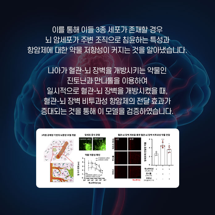 이를 통해 이들 3종 세포가 존재할 경우 뇌 암세포가 주변 조직으로 침윤하는 특성과 항암제에 대한 약물 저항성이 커지는 것을 알아냈습니다. 나아가 혈관-뇌 장벽을 개방시키는 약물인 진토닌과 만니톨을 이용하여 일시적으로 혈관-뇌 장벽 비투과성 항암제의 전달 효과가 증대되는 것을 통해 이 모델을 검증하였습니다.