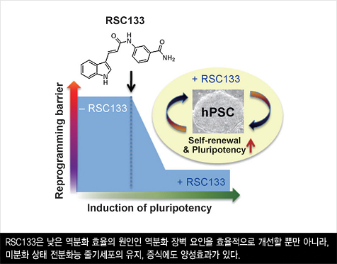 RSC133은 낮은 역분화 효율의 원인인 역분화 장벽 요인을 효율적으로 개선할 뿐만 아니라, 미분화 상태 전분화능 줄기세포의 유지, 증식에도 양성효과가 있다.